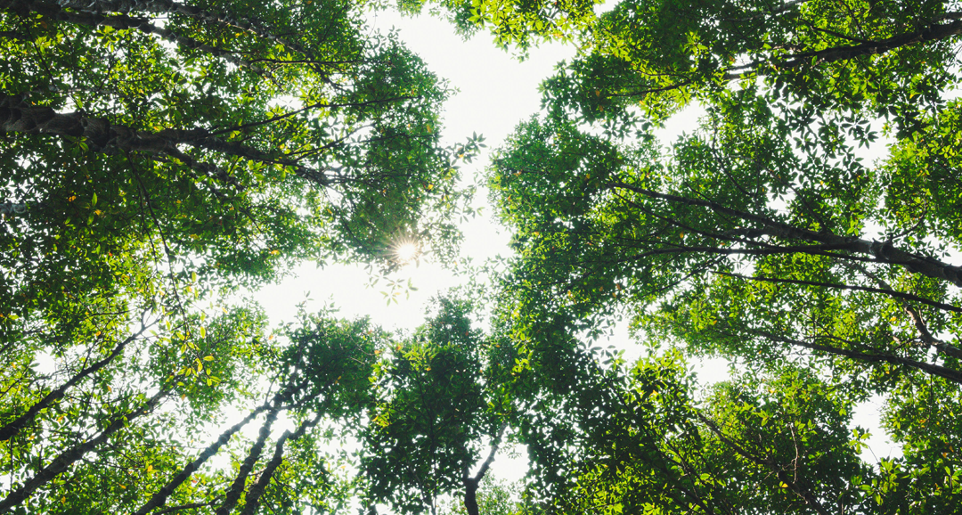 Greenwashing : comprendre et éviter les pièges marketing