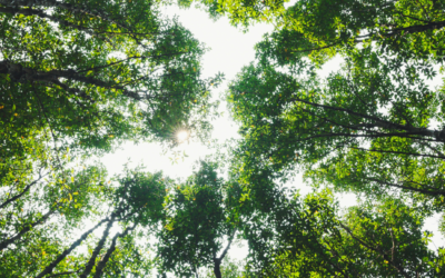 Greenwashing : comprendre et éviter les pièges marketing